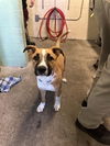 adoptable Dog in Sacramento, CA named PONCHO