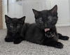 adoptable Cat in Sacramento, CA named SASSY