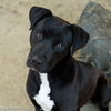 adoptable Dog in Sacramento, CA named BIGGIE
