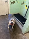 adoptable Dog in Sacramento, CA named AMANDA ROSE