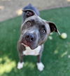 adoptable Dog in Sacramento, CA named BALSAMIC