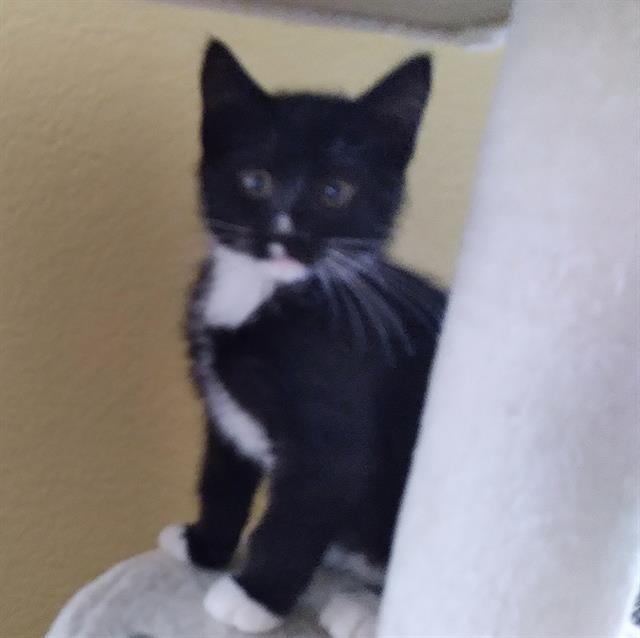 adoptable Cat in Sacramento, CA named SMIDGE
