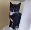 adoptable Cat in Sacramento, CA named SMIDGE