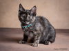 adoptable Cat in Sacramento, CA named PATSY