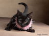 adoptable Cat in Sacramento, CA named PEGGY