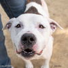 adoptable Dog in Sacramento, CA named ODIN