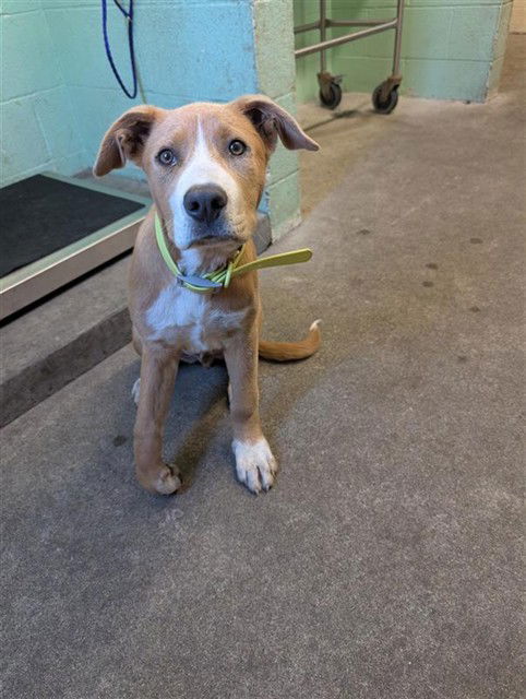 adoptable Dog in Sacramento, CA named SNORKEL