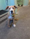 adoptable Dog in Sacramento, CA named SNORKEL