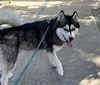 adoptable Dog in Sacramento, CA named SUNNY