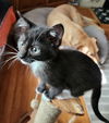 adoptable Cat in Sacramento, CA named BLANCHE