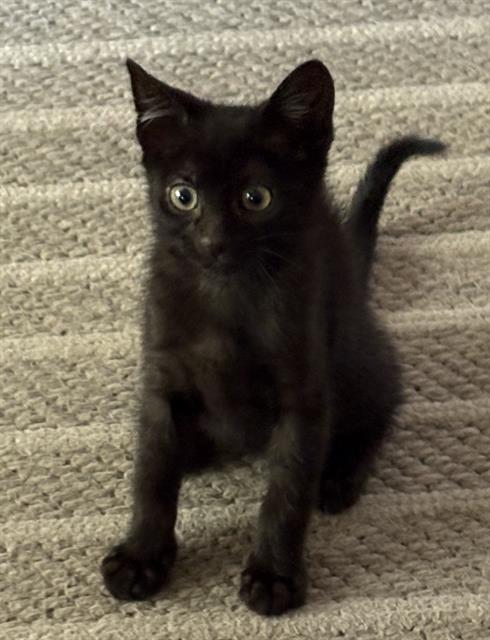 adoptable Cat in Sacramento, CA named SOPHIA
