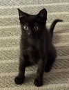 adoptable Cat in Sacramento, CA named SOPHIA