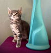 adoptable Cat in Sacramento, CA named MAGGIE MAE
