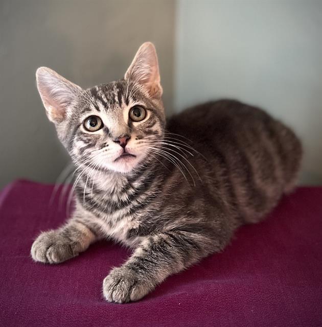 adoptable Cat in Sacramento, CA named MAX