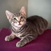 adoptable Cat in Sacramento, CA named MAX