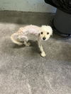 adoptable Dog in Sacramento, CA named PAX