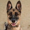 adoptable Dog in Sacramento, CA named CASSY