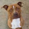 adoptable Dog in  named MAPLE