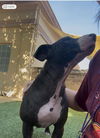 adoptable Dog in  named DUMBO