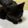 adoptable Cat in Sacramento, CA named A712872