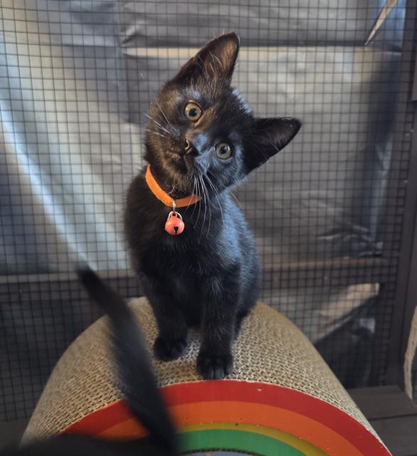 adoptable Cat in Sacramento, CA named VINCENT