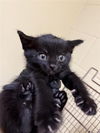 adoptable Cat in Sacramento, CA named A712874