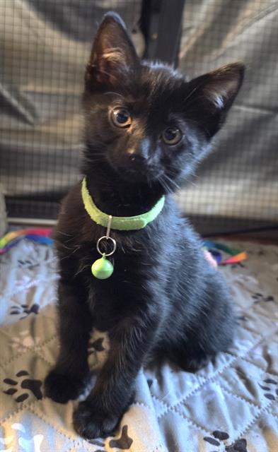 adoptable Cat in Sacramento, CA named SHELLY
