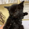 adoptable Cat in Sacramento, CA named A712875