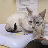 adoptable Cat in Sacramento, CA named A709163
