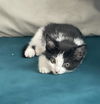 adoptable Cat in Sacramento, CA named PEPPER