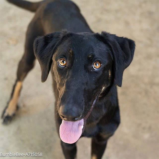 adoptable Dog in Sacramento, CA named BUMBLE BEE