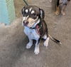 adoptable Dog in  named FAT BOY