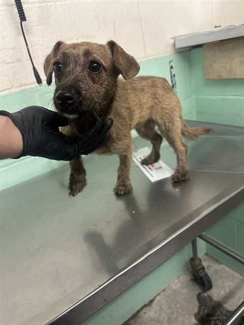 adoptable Dog in Sacramento, CA named BABY