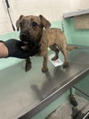 adoptable Dog in Sacramento, CA named BABY