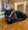 adoptable Cat in  named BELLA
