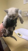 adoptable Cat in  named A713609