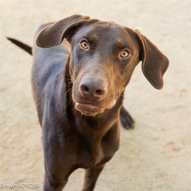 adoptable Dog in Sacramento, CA named BREWER