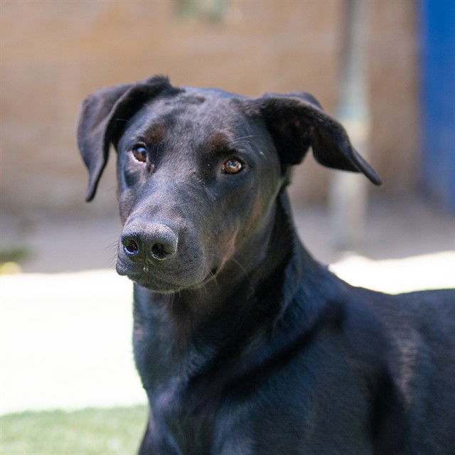 adoptable Dog in Sacramento, CA named HOPS