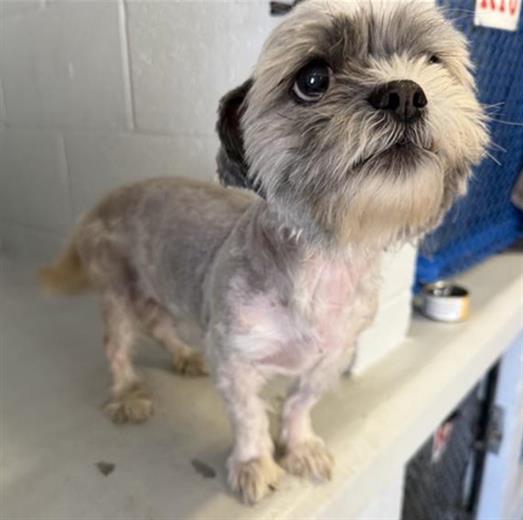 adoptable Dog in Sacramento, CA named MIFFY