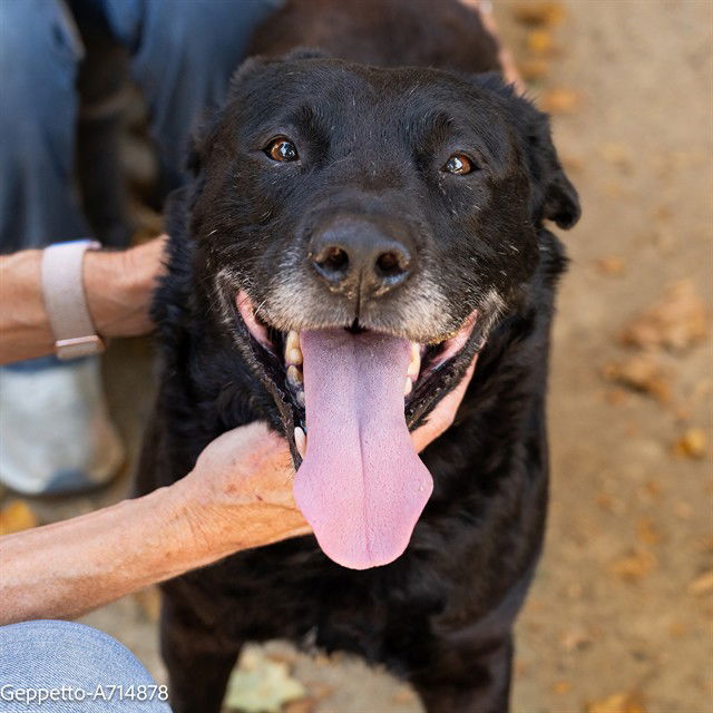 adoptable Dog in Sacramento, CA named GEPPETTO