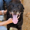 adoptable Dog in  named GEPPETTO