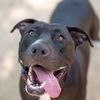 adoptable Dog in  named DROGO
