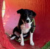 adoptable Dog in  named GLORY