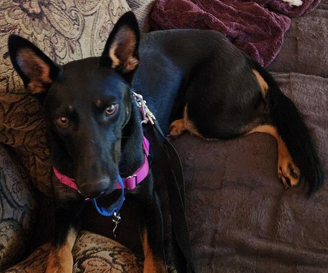 adoptable Dog in Sacramento, CA named CAMPARI
