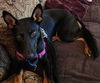 adoptable Dog in  named CAMPARI