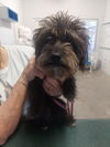 adoptable Dog in  named DOTTIE