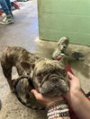 adoptable Dog in  named IRMA