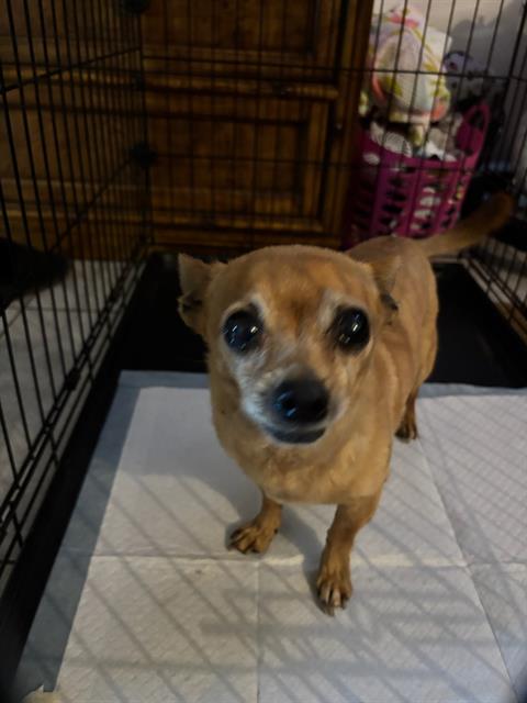 adoptable Dog in Sacramento, CA named FIONA