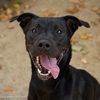 adoptable Dog in  named HUCKLEBERRY