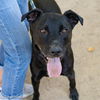 adoptable Dog in  named BLACKIE